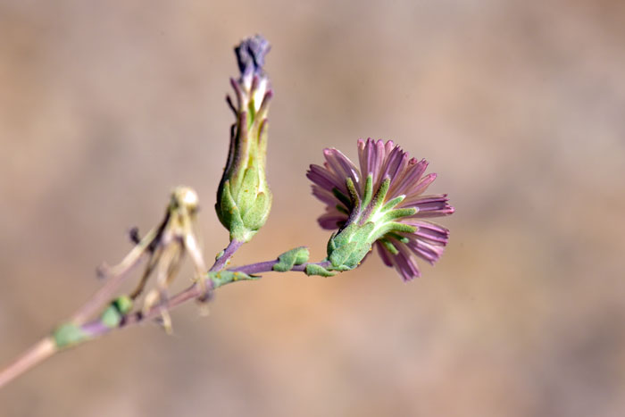 Prickly Lettuce, many(often 100+) small florets, flowers all ligulate, petals yellow, often drying to blue as shown here. Lactuca serriola